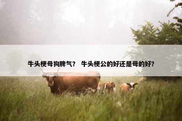 牛头梗母狗脾气？ 牛头梗公的好还是母的好？