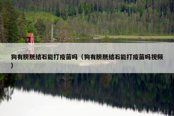 狗有膀胱结石能打疫苗吗（狗有膀胱结石能打疫苗吗视频）