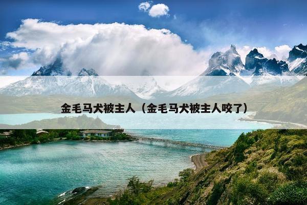 金毛马犬被主人（金毛马犬被主人咬了）