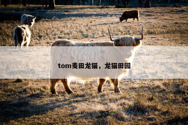 tom麦田龙猫，龙猫田园