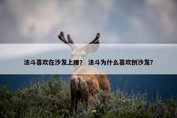 法斗喜欢在沙发上蹭？ 法斗为什么喜欢刨沙发？