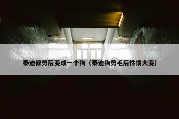 泰迪修剪后变成一个狗（泰迪狗剪毛后性情大变）