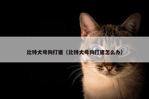 比特犬母狗打猪（比特犬母狗打猪怎么办）