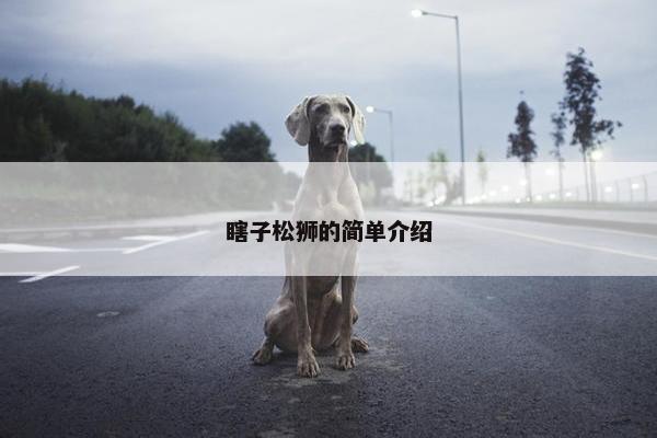 瞎子松狮的简单介绍