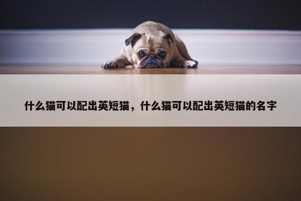 什么猫可以配出英短猫,什么猫可以配出英短猫的名字 什么猫可以配出英短猫,什么猫可以配出英短猫的名字