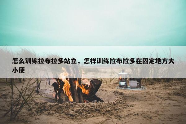 怎么训练拉布拉多站立,怎样训练拉布拉多在固定地方大小便 怎么训练拉布拉多站立,怎样训练拉布拉多在固定地方大小便