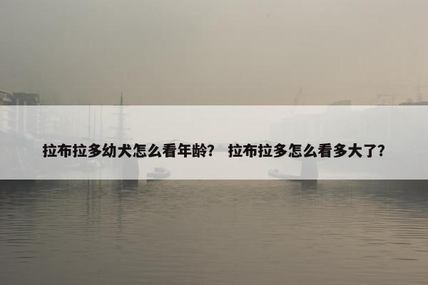 拉布拉多幼犬怎么看年龄？ 拉布拉多怎么看多大了？