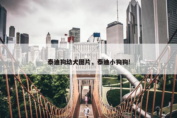 泰迪狗幼犬图片，泰迪小狗狗!