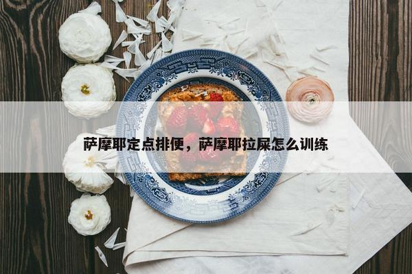 萨摩耶定点排便，萨摩耶拉屎怎么训练