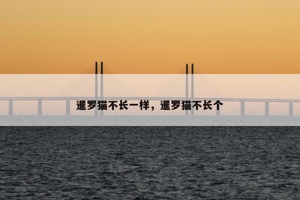 暹罗猫不长一样，暹罗猫不长个