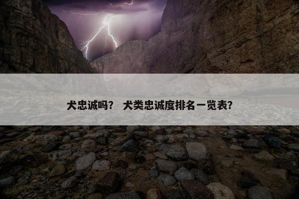 犬忠诚吗？ 犬类忠诚度排名一览表？