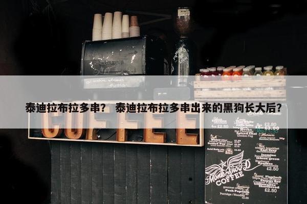 泰迪拉布拉多串？ 泰迪拉布拉多串出来的黑狗长大后？