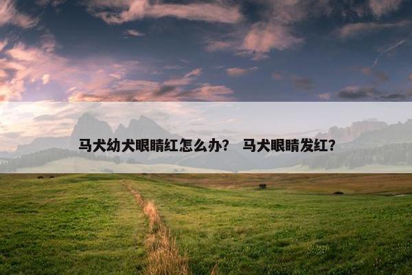 马犬幼犬眼睛红怎么办？ 马犬眼睛发红？