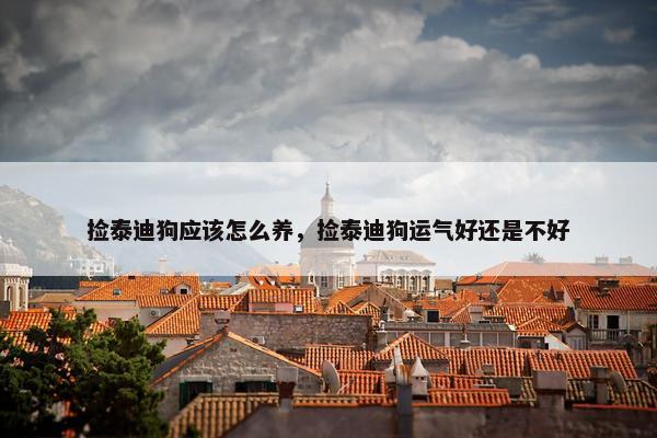 捡泰迪狗应该怎么养，捡泰迪狗运气好还是不好