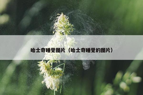 哈士奇睡觉图片（哈士奇睡觉的图片）