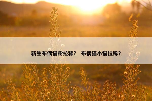新生布偶猫粉拉稀？ 布偶猫小猫拉稀？