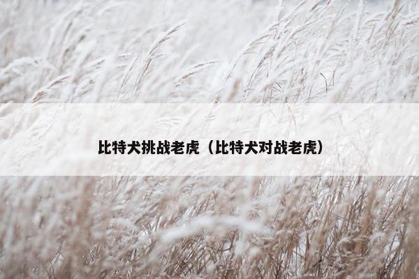 比特犬挑战老虎（比特犬对战老虎）