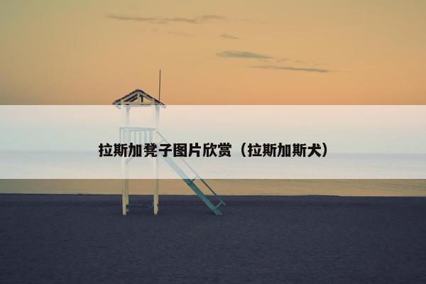 拉斯加凳子图片欣赏（拉斯加斯犬）