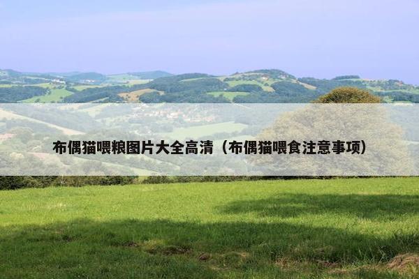 布偶猫喂粮图片大全高清（布偶猫喂食注意事项）