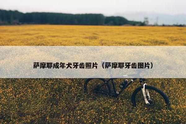 萨摩耶成年犬牙齿照片（萨摩耶牙齿图片）