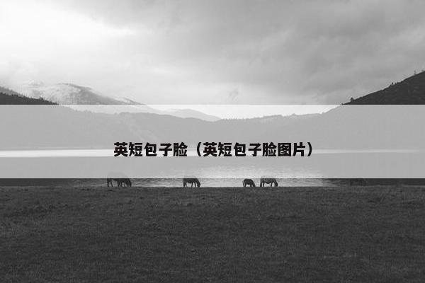 英短包子脸（英短包子脸图片）