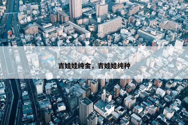 吉娃娃纯金，吉娃娃纯种