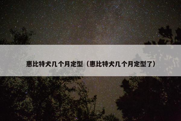 惠比特犬几个月定型（惠比特犬几个月定型了）