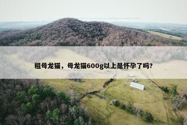 租母龙猫，母龙猫600g以上是怀孕了吗?