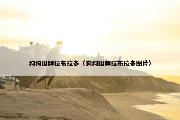 狗狗围脖拉布拉多（狗狗围脖拉布拉多图片）