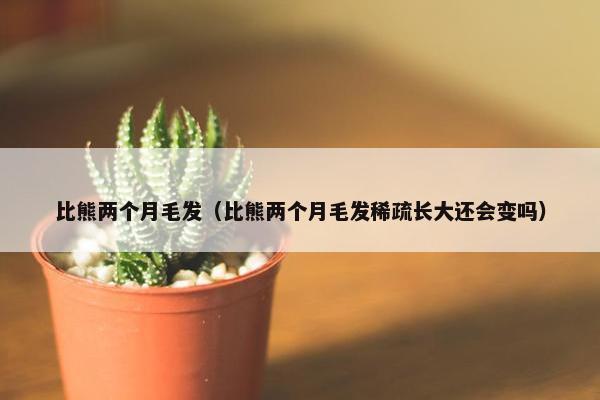 比熊两个月毛发（比熊两个月毛发稀疏长大还会变吗）