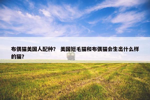 布偶猫美国人配种？ 美国短毛猫和布偶猫会生出什么样的猫？