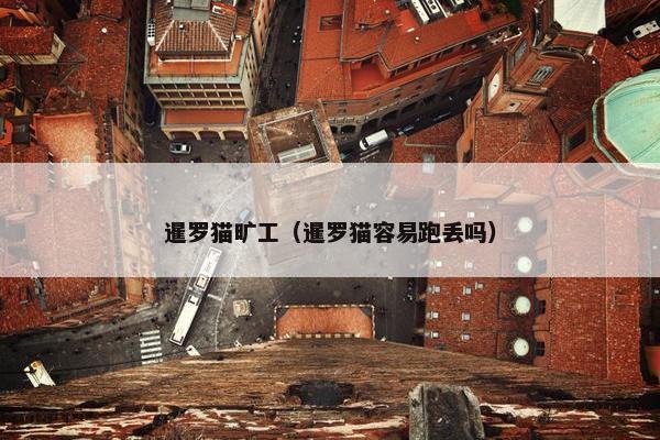 暹罗猫旷工（暹罗猫容易跑丢吗）