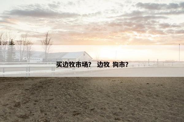 买边牧市场？ 边牧 狗市？