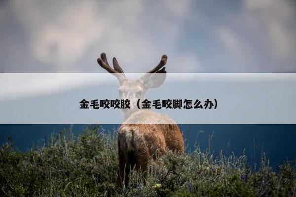 金毛咬咬胶（金毛咬脚怎么办）