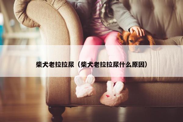 柴犬老拉拉尿（柴犬老拉拉尿什么原因）
