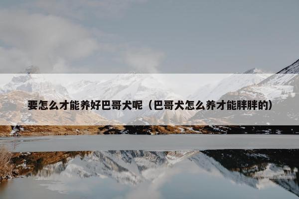 要怎么才能养好巴哥犬呢（巴哥犬怎么养才能胖胖的）