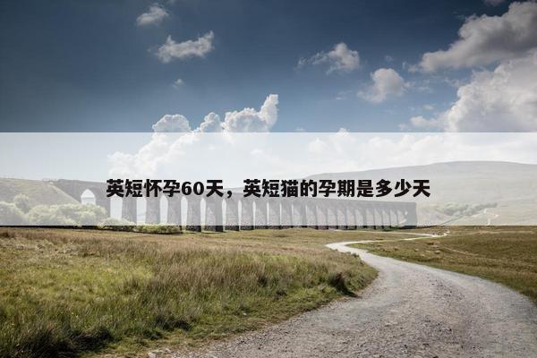 英短怀孕60天，英短猫的孕期是多少天
