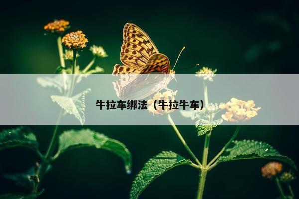 牛拉车绑法（牛拉牛车）
