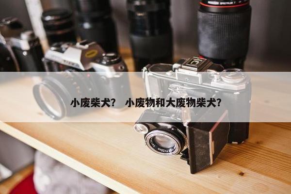 小废柴犬？ 小废物和大废物柴犬？