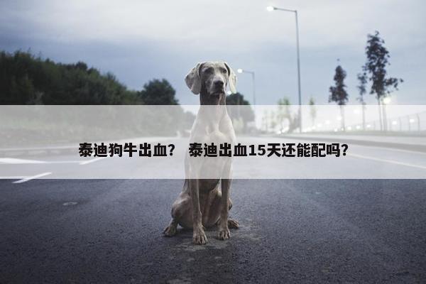 泰迪狗牛出血？ 泰迪出血15天还能配吗？