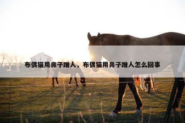 布偶猫用鼻子蹭人，布偶猫用鼻子蹭人怎么回事