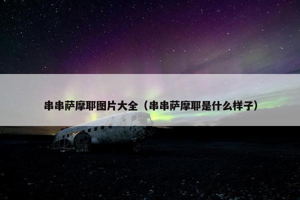 串串萨摩耶图片大全（串串萨摩耶是什么样子）