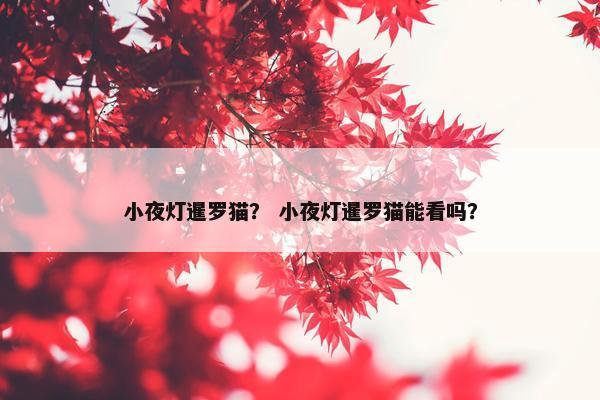 小夜灯暹罗猫？ 小夜灯暹罗猫能看吗？