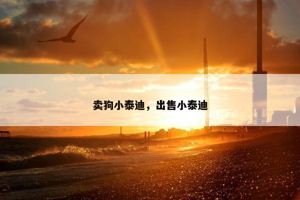 卖狗小泰迪，出售小泰迪