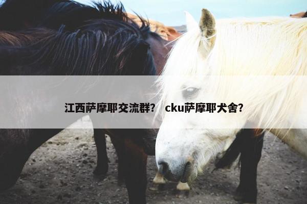 江西萨摩耶交流群？ cku萨摩耶犬舍？