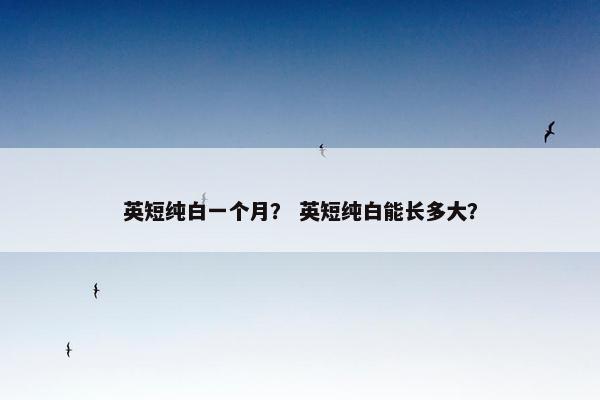 英短纯白一个月？ 英短纯白能长多大？