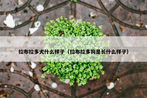 拉布拉多犬什么样子（拉布拉多狗是长什么样子）