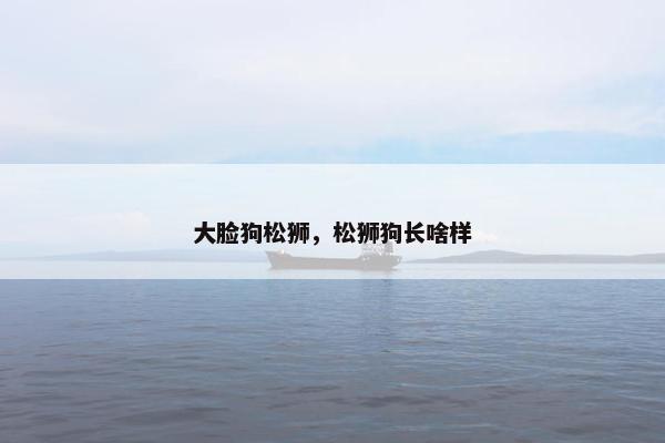 大脸狗松狮，松狮狗长啥样
