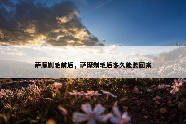 萨摩剃毛前后，萨摩剃毛后多久能长回来