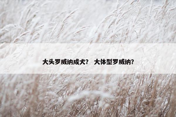 大头罗威纳成犬？ 大体型罗威纳？